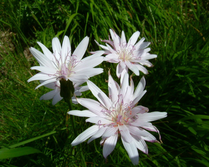 Scorzonera rosea / Scorzonera rosea